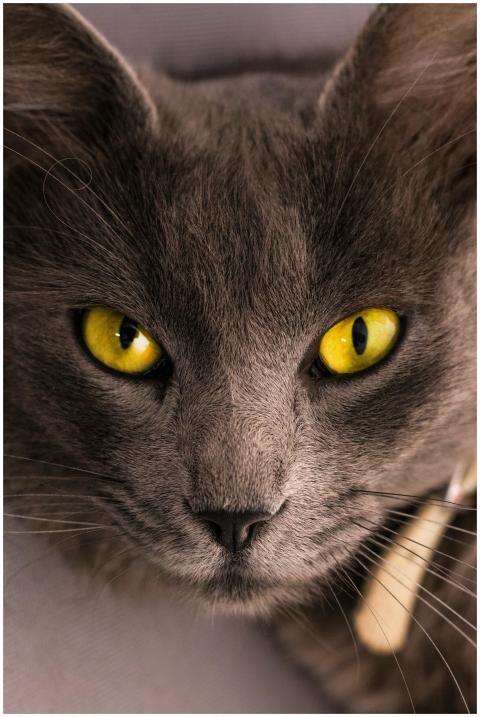 Detailed close-up of a grey domestic cat with stri