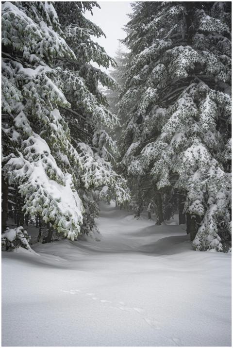 A serene winter scene of a snow-blanketed forest i