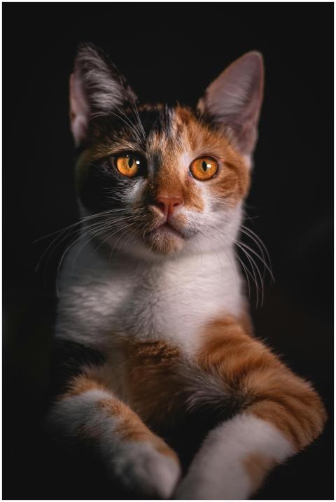 Charming close-up of a Calico cat with striking or
