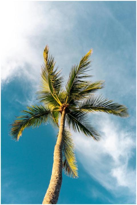 A tall coconut palm tree reaching for the sky with