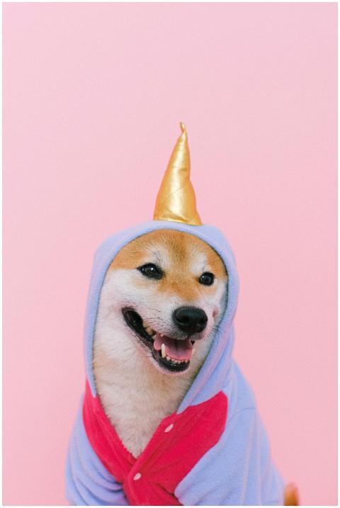 A Shiba Inu dressed in a whimsical costume with a