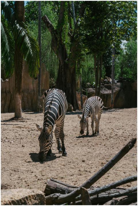 Two zebras grazing in a zoo setting surrounded by