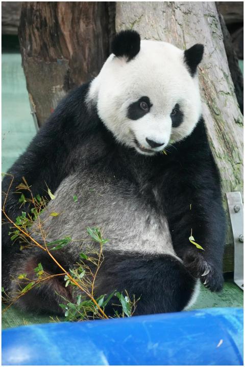 A giant panda lounging with bamboo in its zoo encl
