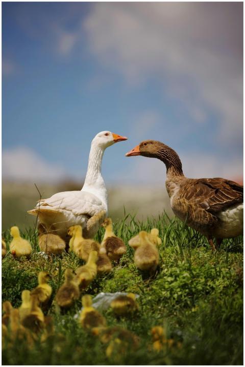 Close-up of adult geese and goslings in a grassy f