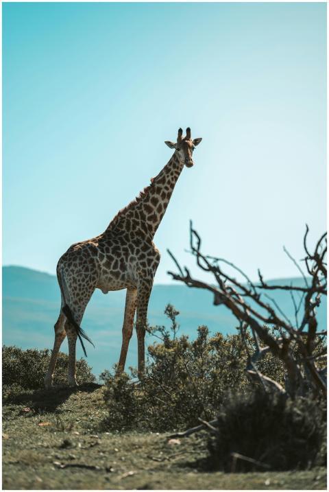 A lone giraffe stands gracefully in the natural la