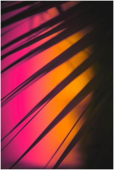 Silhouette of tropical plant leaves in dark room w