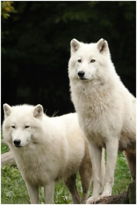 Two stunning white Arctic wolves standing in a lus