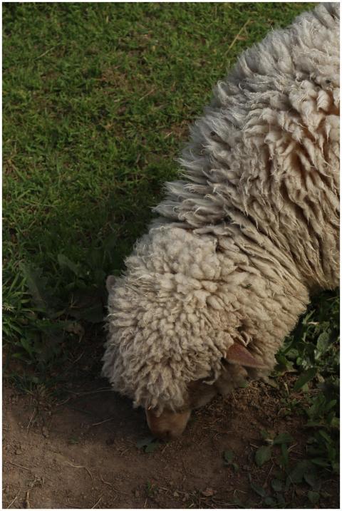 A sheep grazing on a lush, green pasture, captured