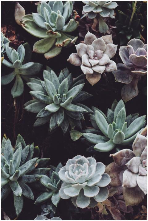 Top view of various green and purple succulents sh