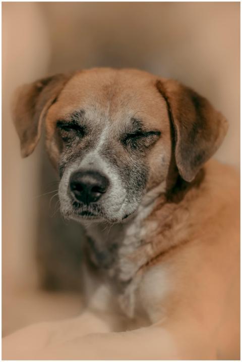 Close-up of a dog peacefully sleeping with its eye
