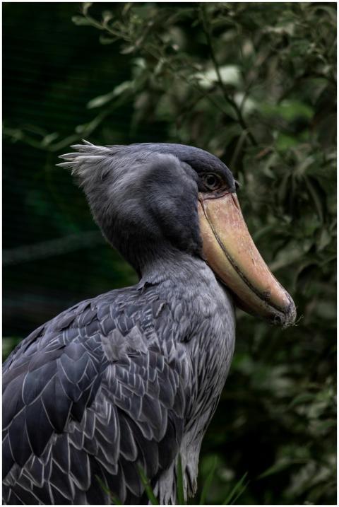 Close-up portrait of a shoebill stork with lush gr
