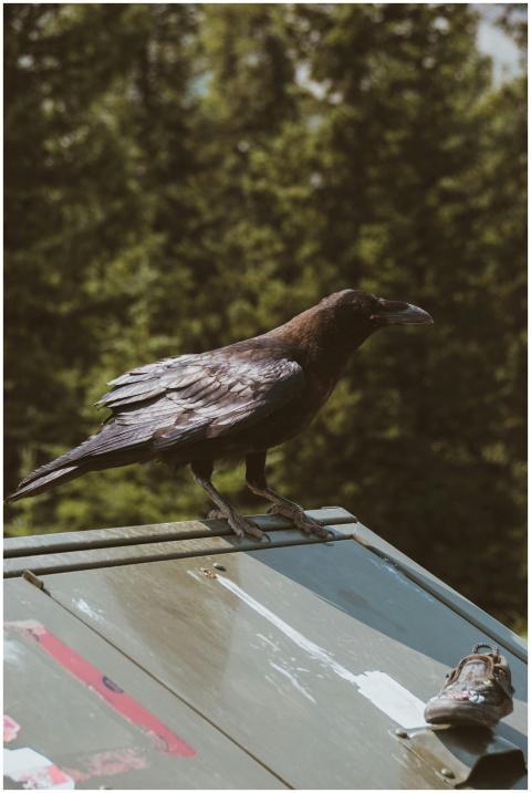 A raven perches calmly on a rooftop with a lush fo