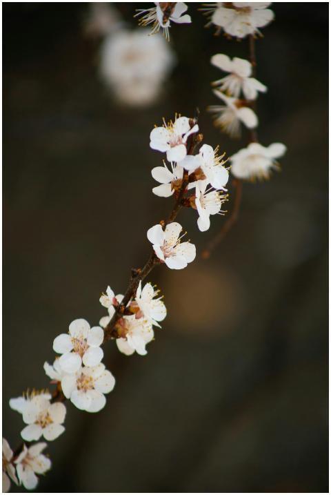 Close-up of delicate cherry blossoms on a branch,