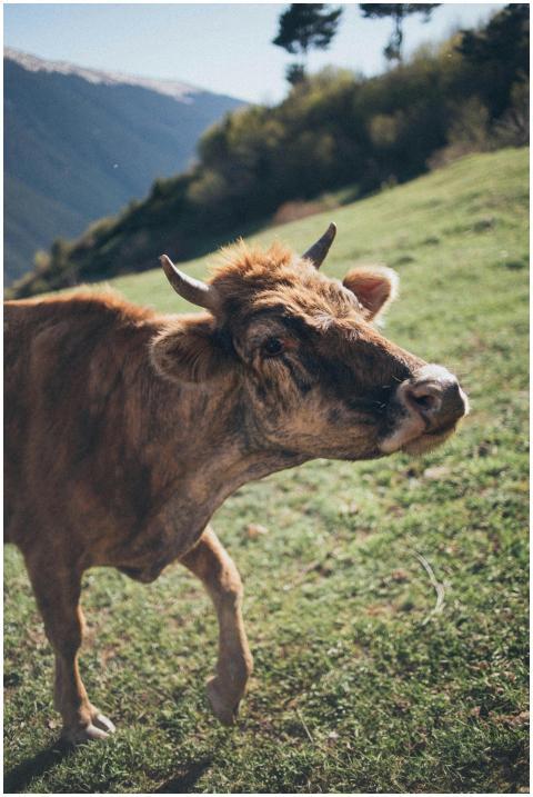 A lone brown cow with horns grazing on a grassy hi