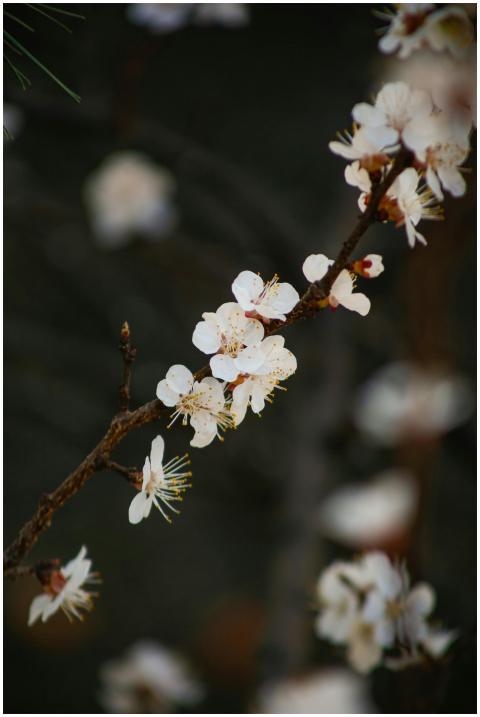 A close-up view of a cherry blossom branch showcas