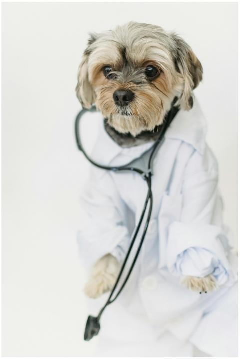 Yorkshire Terrier wearing a lab coat and stethosco