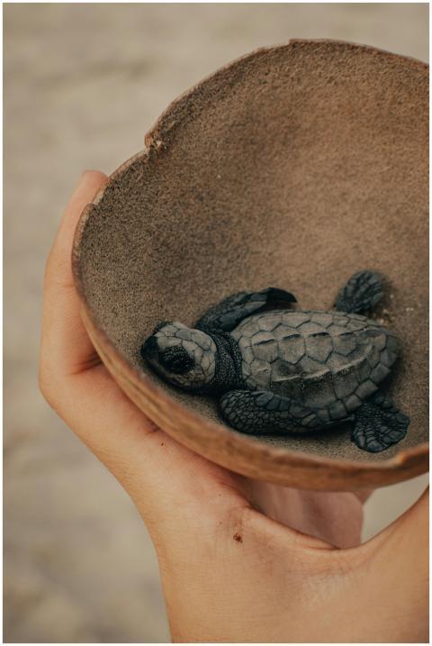 A hand gently holds a tiny baby sea turtle in a co