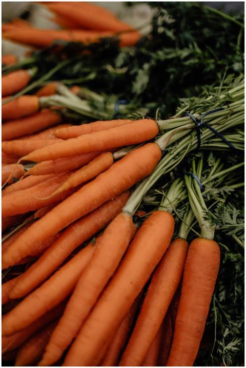 Freshly harvested organic carrots bundled together