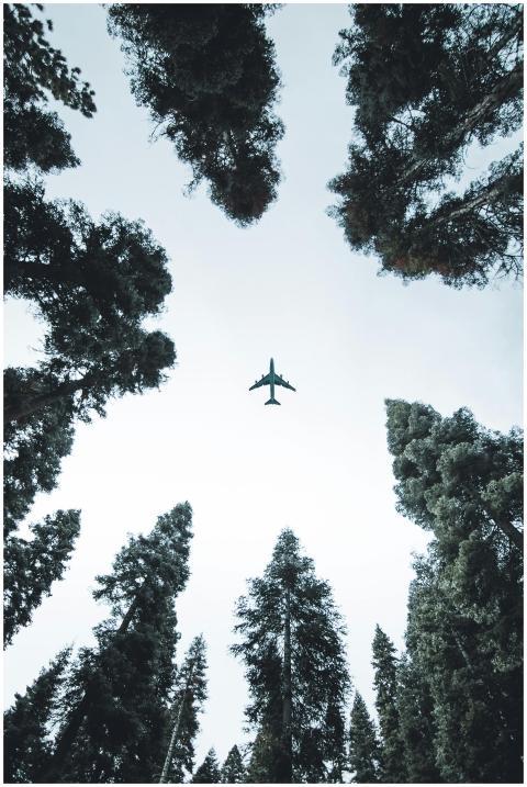 A plane flying above tall trees, viewed from below