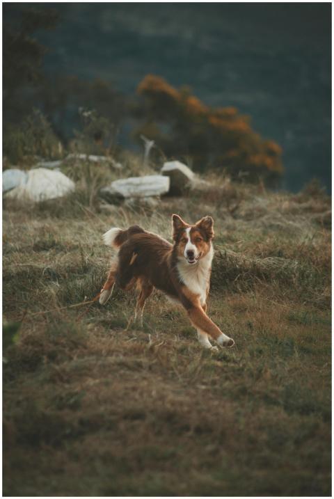 Energetic Border Collie dashing through a grassy f