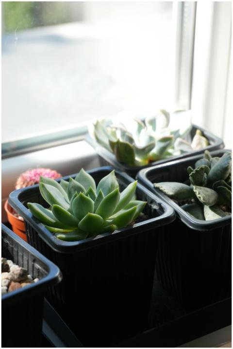 A collection of potted succulents basking in sunli