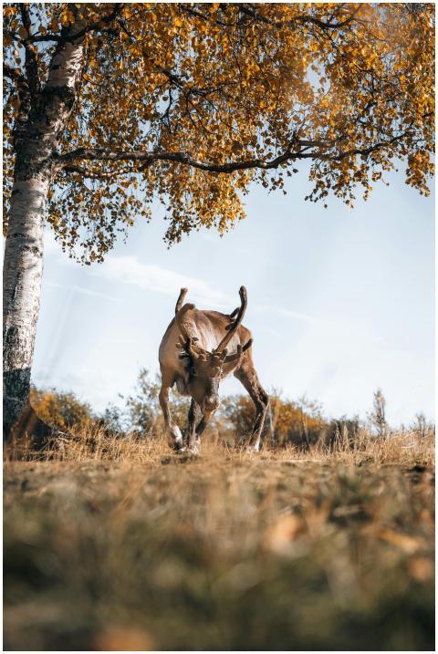 A reindeer grazes beneath a birch tree in a scenic