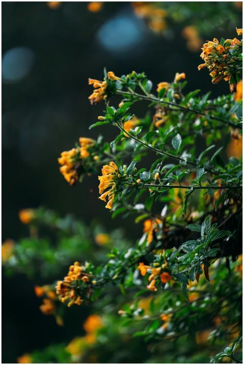 Close-up of vivid orange flowers against a lush gr