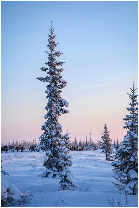 Serene winter landscape with snow-covered pine tre