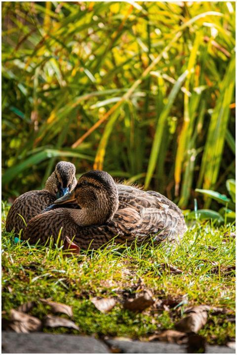 Close-up of two brown ducks resting on lush grass
