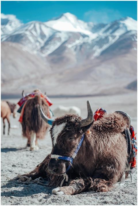A yak lying on a rocky landscape against a backdro