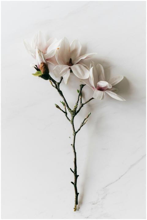 Delicate magnolia branch with white flowers laying