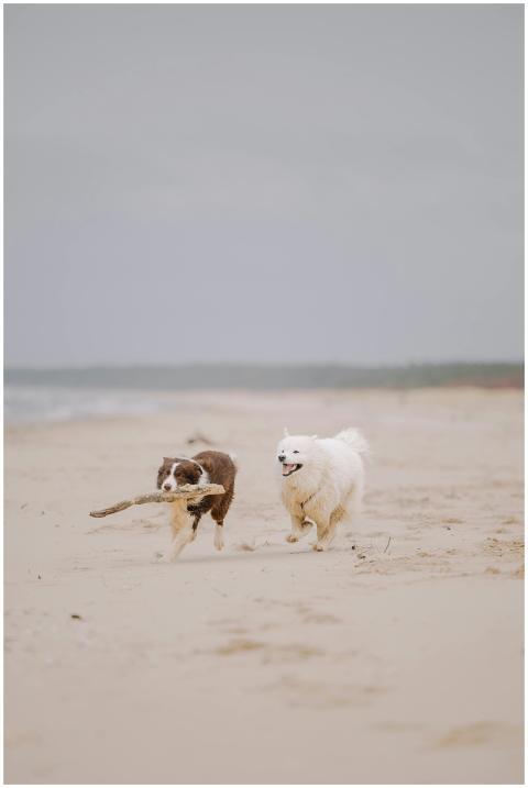 Two dogs, an Australian Shepherd and a Samoyed, ru