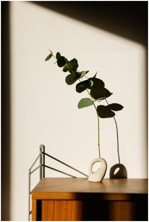 Aesthetic minimalist decor featuring an eucalyptus