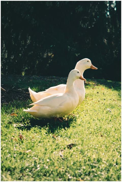 Two white ducks walking on sunlit green grass in a