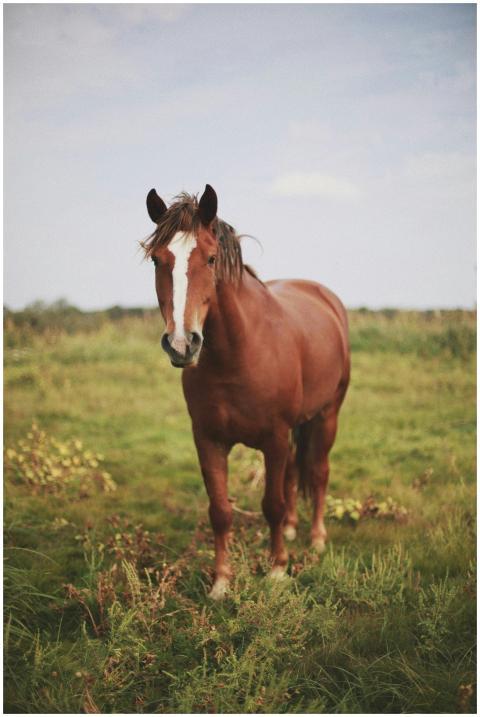 A beautiful brown horse standing in a vast green f