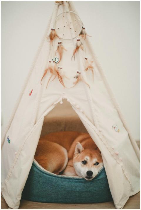 A Shiba Inu rests comfortably inside a decorated i
