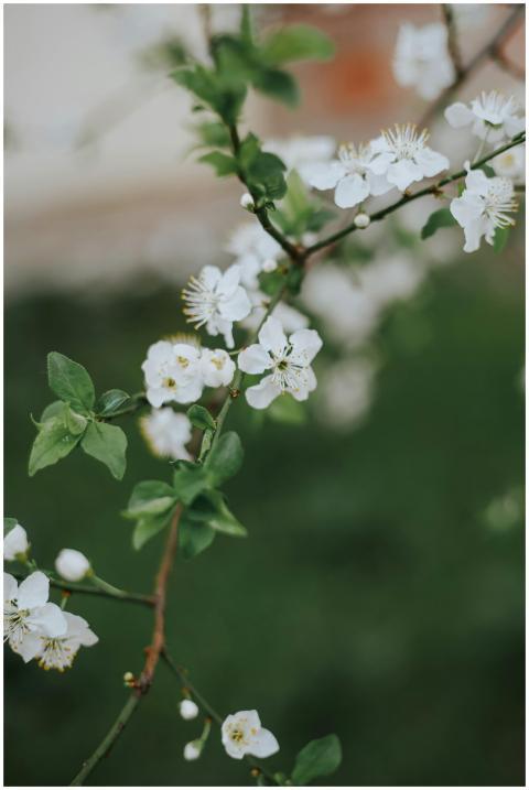 Capture of delicate white blossoms on a branch, sy