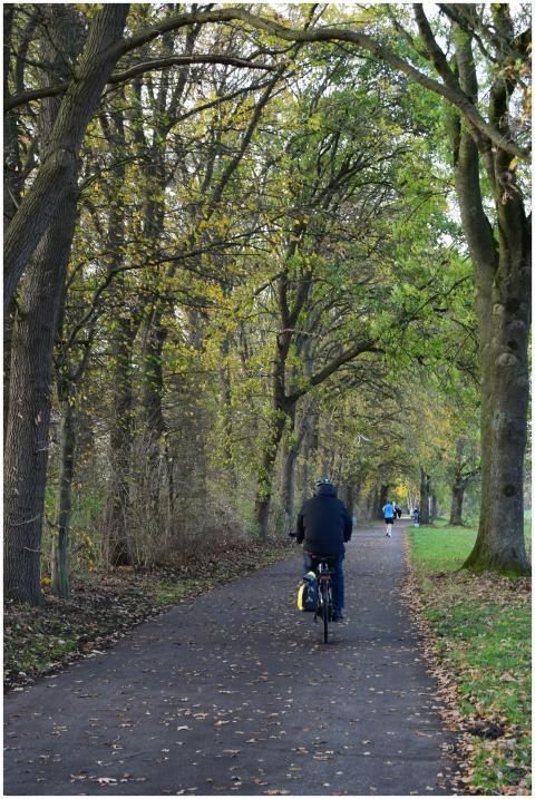 Autumn scene with cyclists on a tree-lined path in