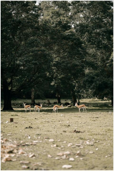 A serene scene of a group of deers grazing in a lu