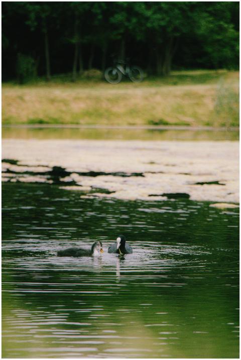 Ducks swimming in a serene lake surrounded by lush