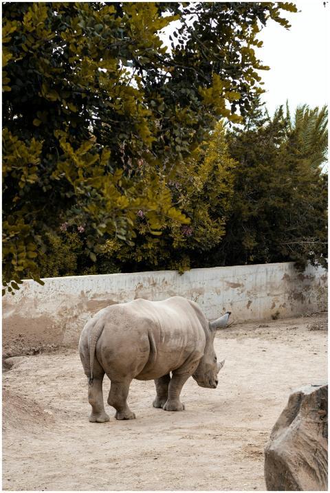 A back view of a rhinoceros standing in a sandy zo