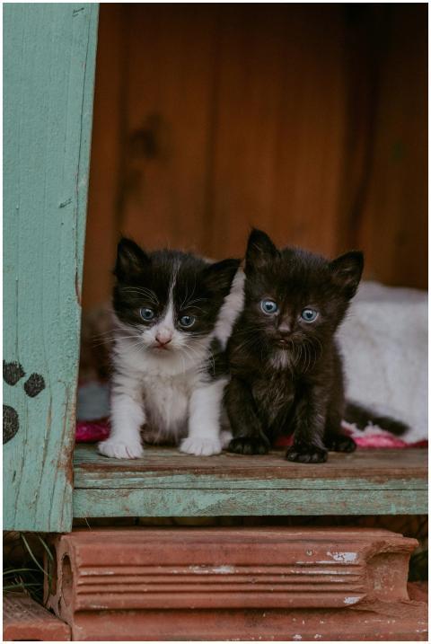 Two cute kittens with blue eyes sitting in a rusti