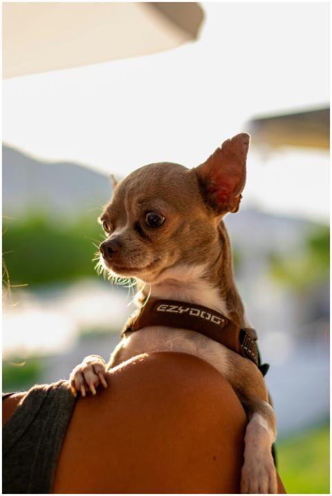 Charming Chihuahua with a harness enjoying a sunny