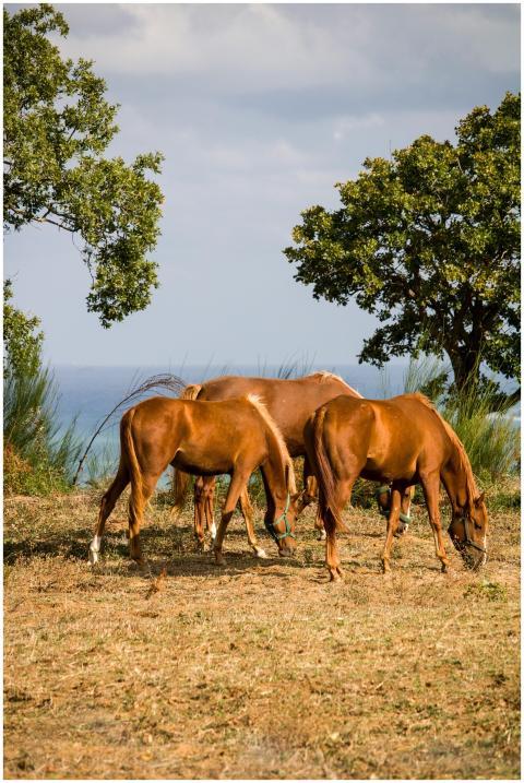 A serene scene of brown horses grazing in a grassy