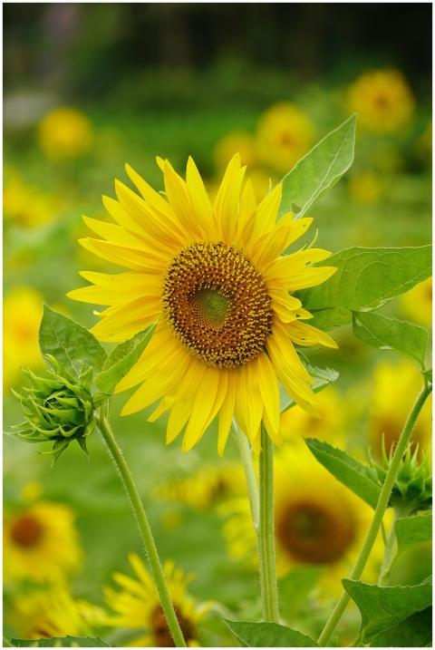 Vibrant sunflower blooming under daylight in a lus