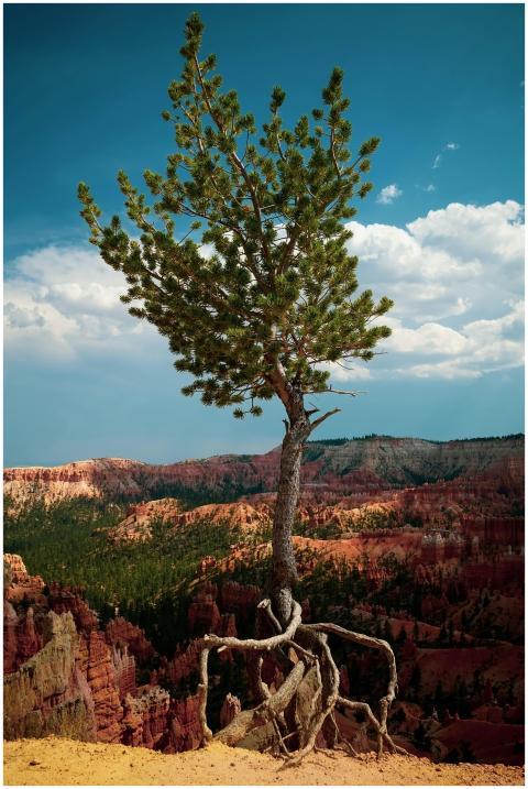 A solitary pine tree stands resiliently against th