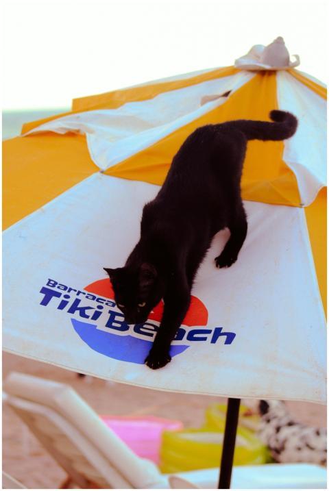 Free stock photo of adorable animal, cat behavior,