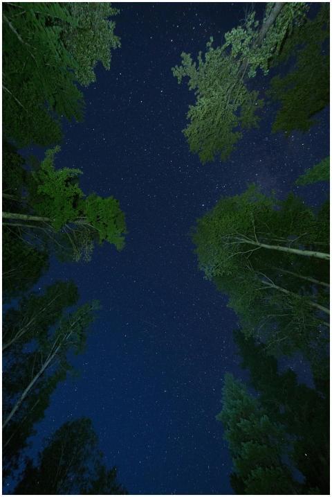 A breathtaking view of stars shining above a dense