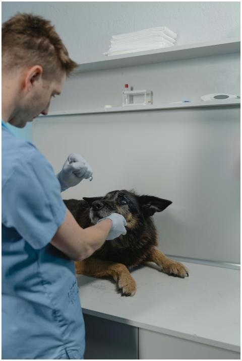 A veterinarian in scrubs examining a German Shephe
