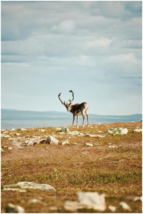 A lone reindeer stands on a rocky plain in Dalarna